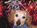 Sweet Rescue Dogs Featured In 2009 Dachshund Rescue Calendar