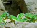 Green Iguana Documentry Part 1