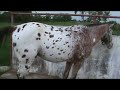 Apaloosa 4