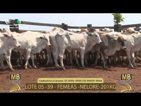 515� LEIL�O VIRTUAL MB LEIL�ES