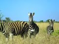 Safari in Krugger National Park in Africa