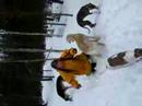 In the snow with sighthounds.