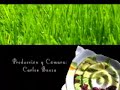 Camarones al ajillo