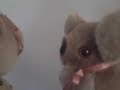 KOALAJAY