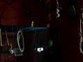 So loud are 13 budgies..
