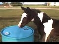 Sonny is a Stratton! Chief's first foal enjoying life Sonny is a Stratton! Chief's first foal enjoying life