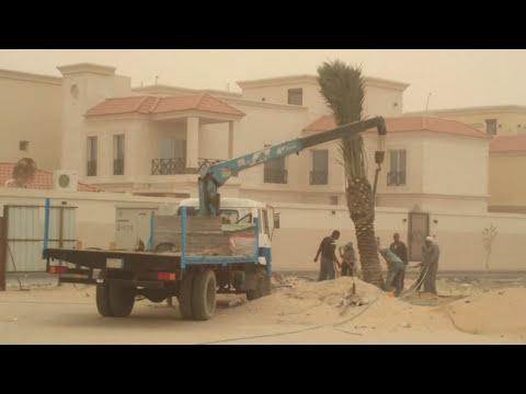 how to harvest a palm tree in smurf village