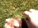 mon furet