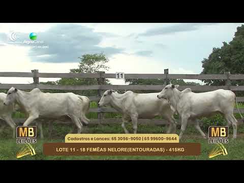 537� LEIL�O VIRTUAL MB LEIL�ES