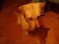 Tango 3 Tango 3