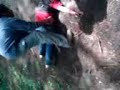 una babosa se cae una babosa se cae