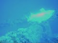 spearfishing aj revenge spearfishing aj revenge