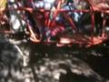 videos de Dixie run 2008