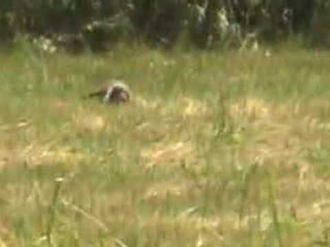 woodchuck hunting 1st time, Hawk ...