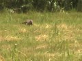 woodchuck hunting 1st time, Hawk flying with Snake