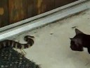 Scary Snake! Watch the END of this video! Cats play