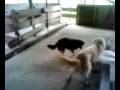 videos de MOV0013A