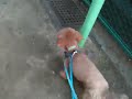 fuca  ペットホテル  2010/1/3
