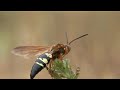 Cicada Killers Revised