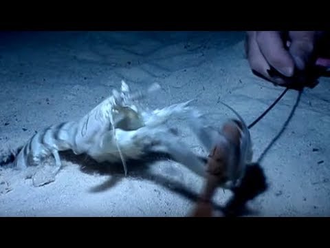 shrimps - Steve and his team delve deep for the mantis shrimp to capture these amazing ambush predators on film in the wild. Just like its insect namesake, the mantis ...