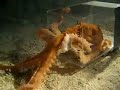 Octopus escaping through a one inch hole Octopus escaping through a one inch hole