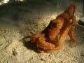 Octopus escaping through a one inch hole
