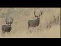 Deer Pictures!!
