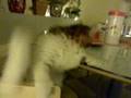 池袋の猫カフェ　ねころび