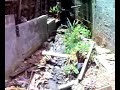 Favelas Brasiliane