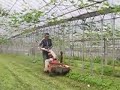 Yamanashi Vineyards Grass Cutting