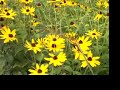 Wild flowers Wild flowers