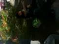 videos de feto y lalo