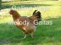 Gallina vieja-melody gaitas