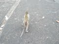 Gropup of Monkeys in Lopburi eating watermellons
