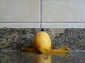 N�spero, Loquat