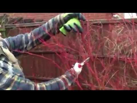 how to plant acer tree