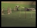 Some agility training by Dami