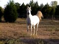 White Arabian Mare - Silver Shadow White Arabian Mare - Silver Shadow