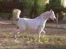 White Arabian Mare - Silver Shadow