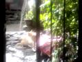 cat fight!!