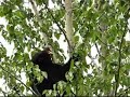 Bear in tree Bear in tree