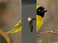 Szécsi Pál-Kismadár (Little Bird) With subtitles