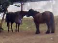 videos de Horsey Kisses