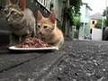 仔猫ちゃとらんのごはんタイム
