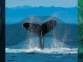 Saviour Whales