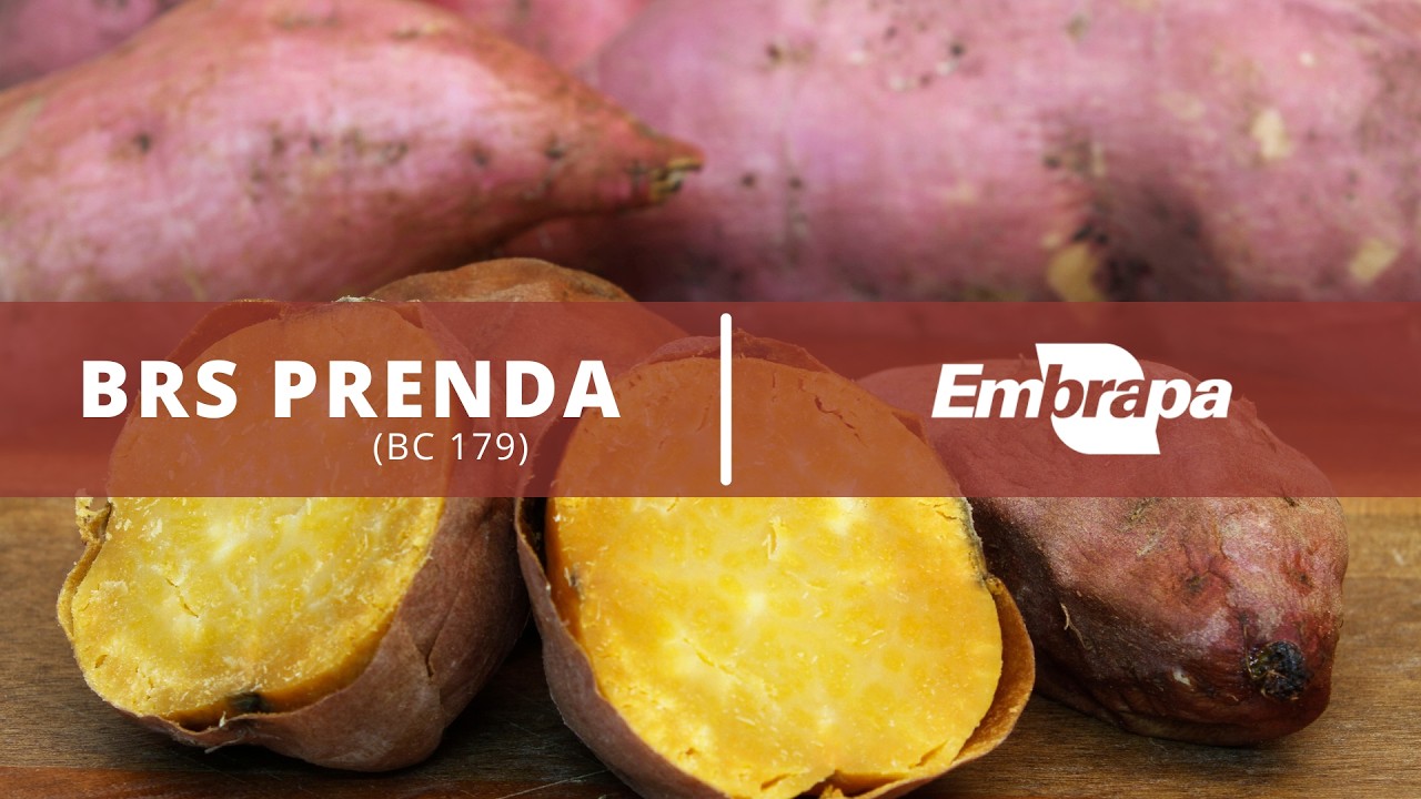 Cultivar de batata-doce BRS Prenda | Terra Sul