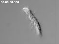 Swimming protozoa in termite gut