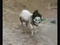 FEAR OF THE THE GOAT- NOT IRON MAIDEN- the mask-