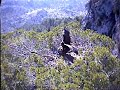 Black Vulture Nestcam #2: Copulation and Nest-building