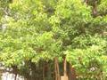 Babaji's Blessed Banyan Tree